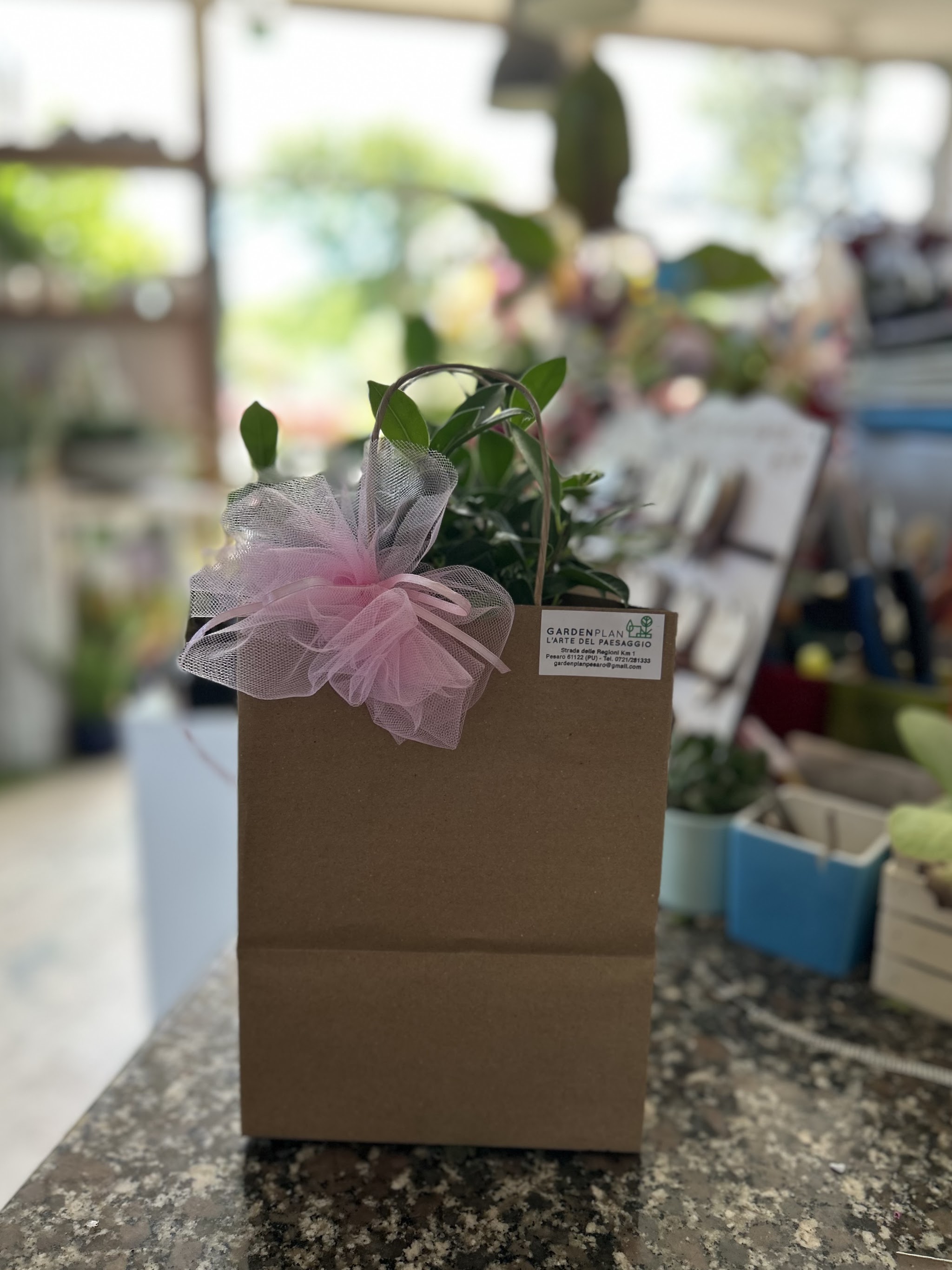 Un bonsai confezionato per un regalo