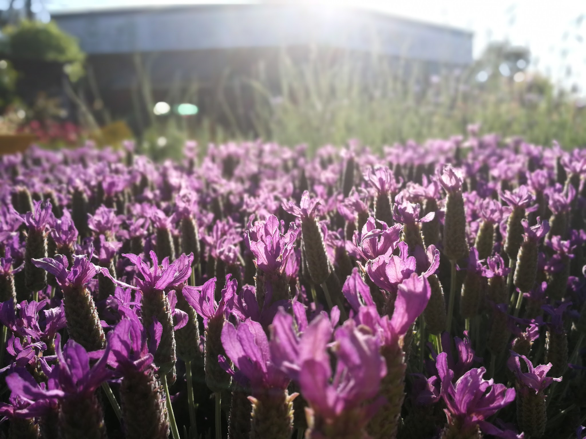Fiori viola coltivati nel vivaio Garden Plan