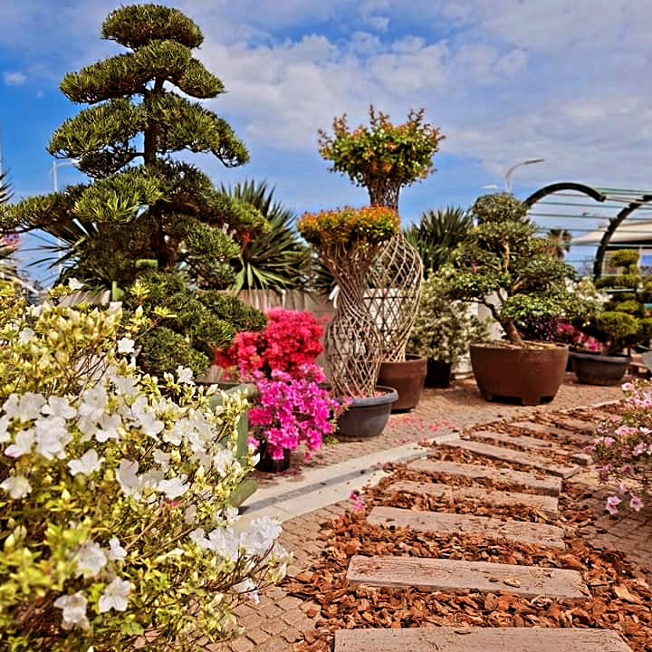 Bonsai e piante ornamentali nel vivaio Garden Plan