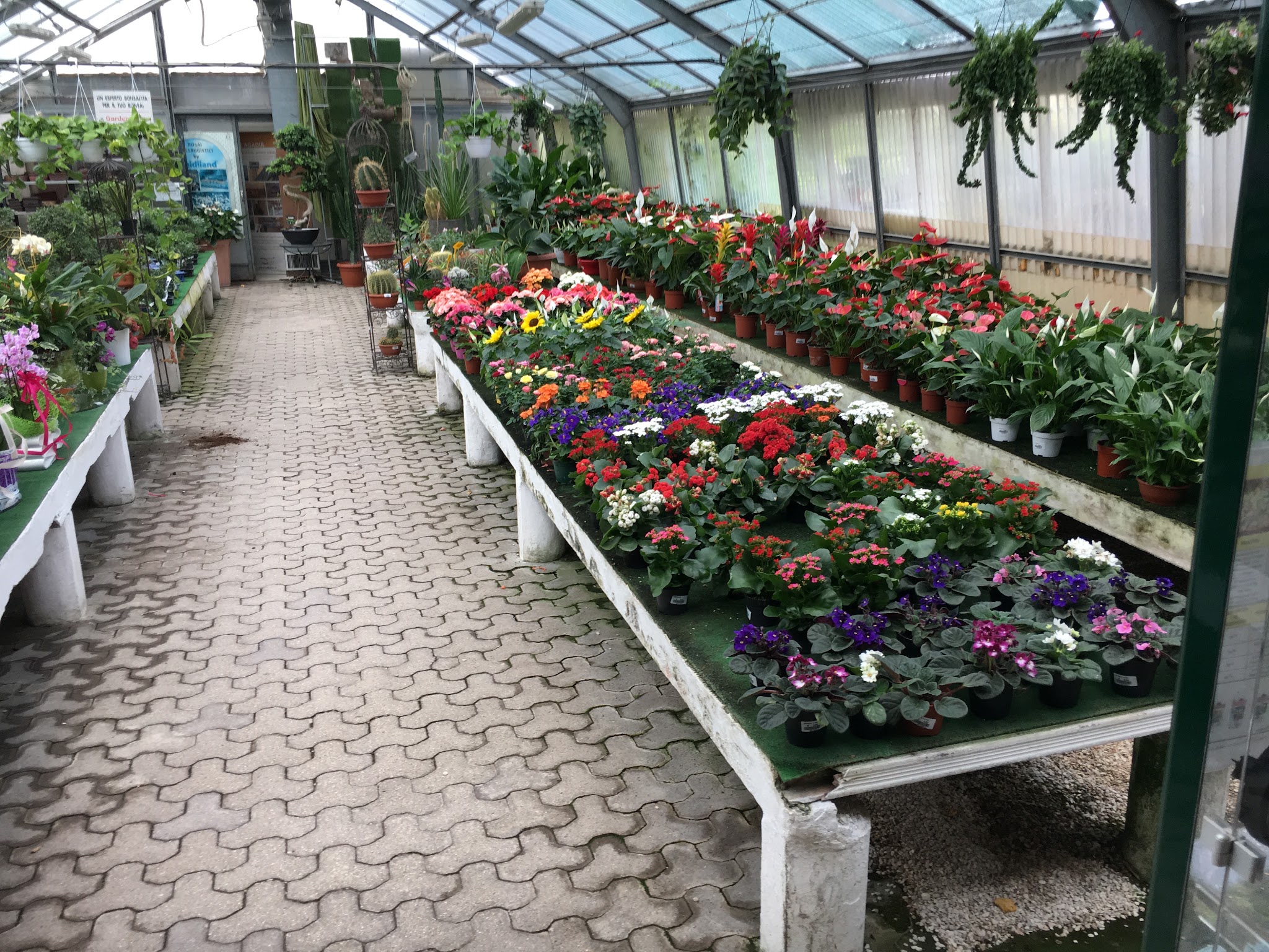 Piante e fiori lungo il percorso della serra